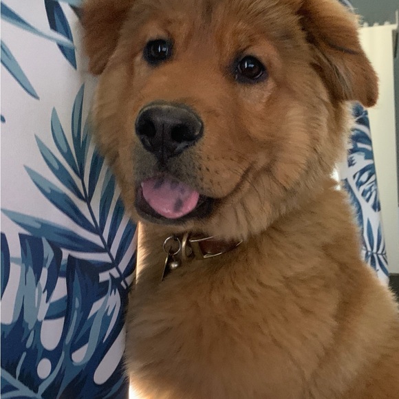 Meet your Posher, Rita - Picture 8 of 16